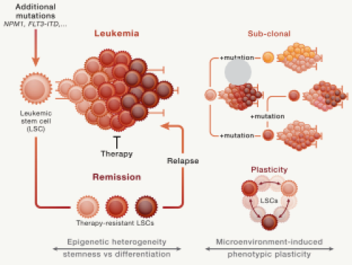 Kanser Kök Hücreleri: Hematopoietik Kök Hücrelerden Lösemik Kök Hücrelere